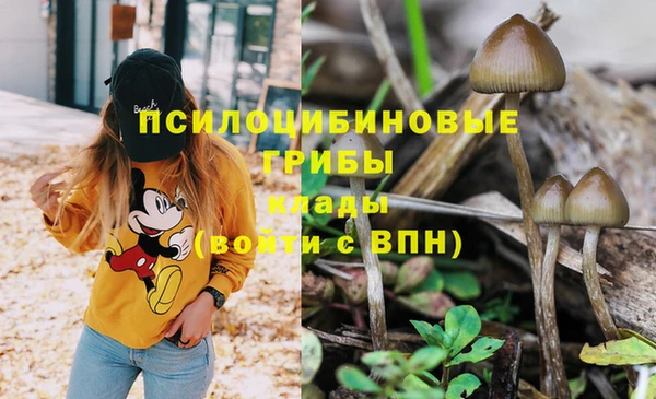 apvp Алзамай